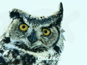 Owlface